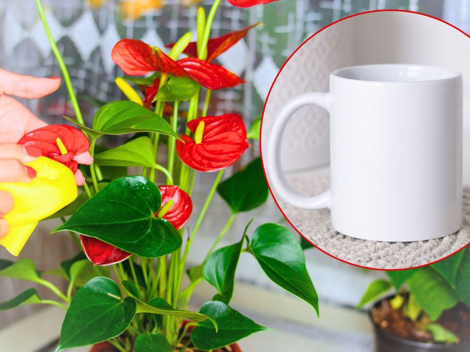 anturium domowy sposób nawożenie