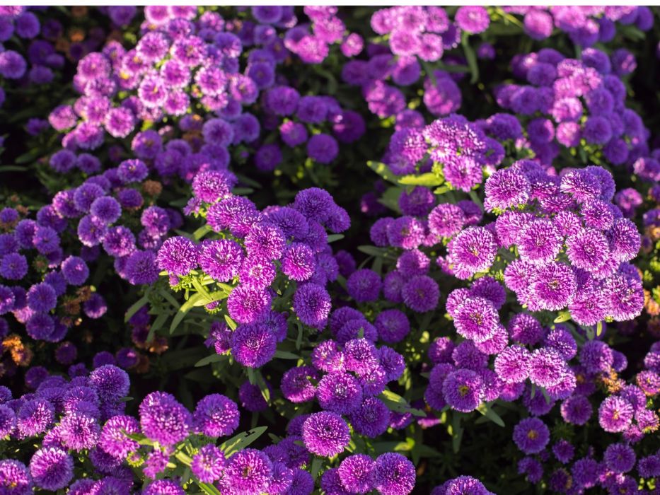 Aster chiński wysiewam w marcu