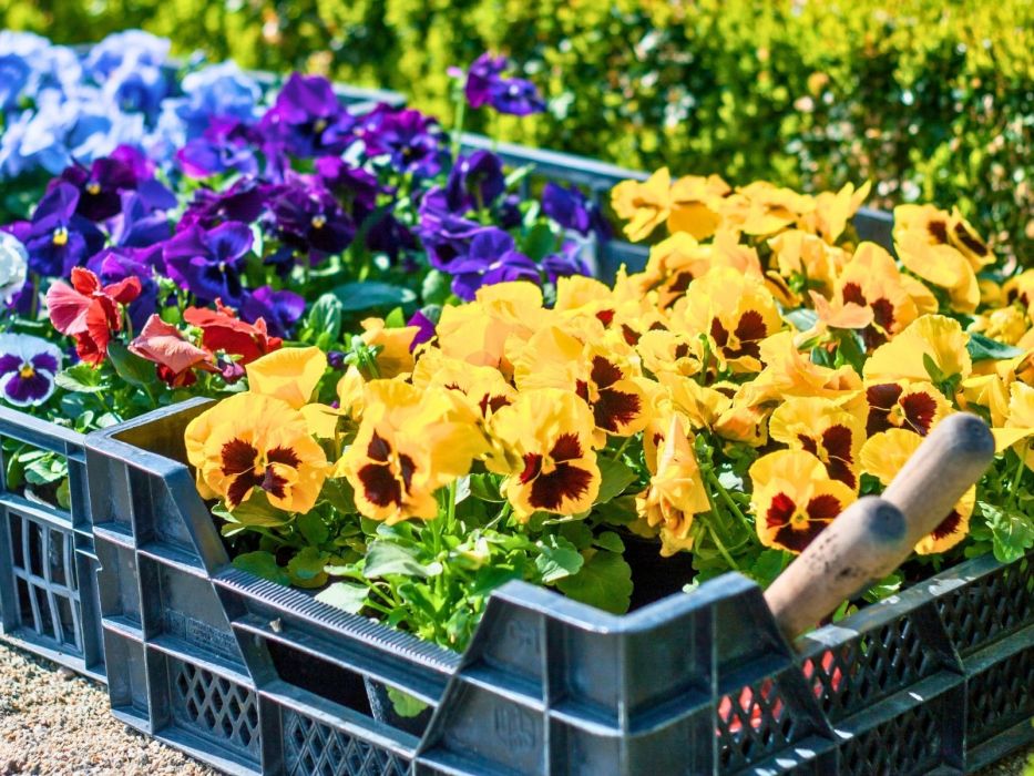 bratki, sadzonki bratków