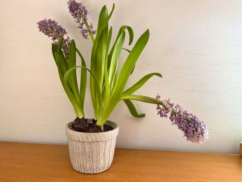 hiacynt w doniczce, co zrobić z hiacyntem gdy przekwitnie