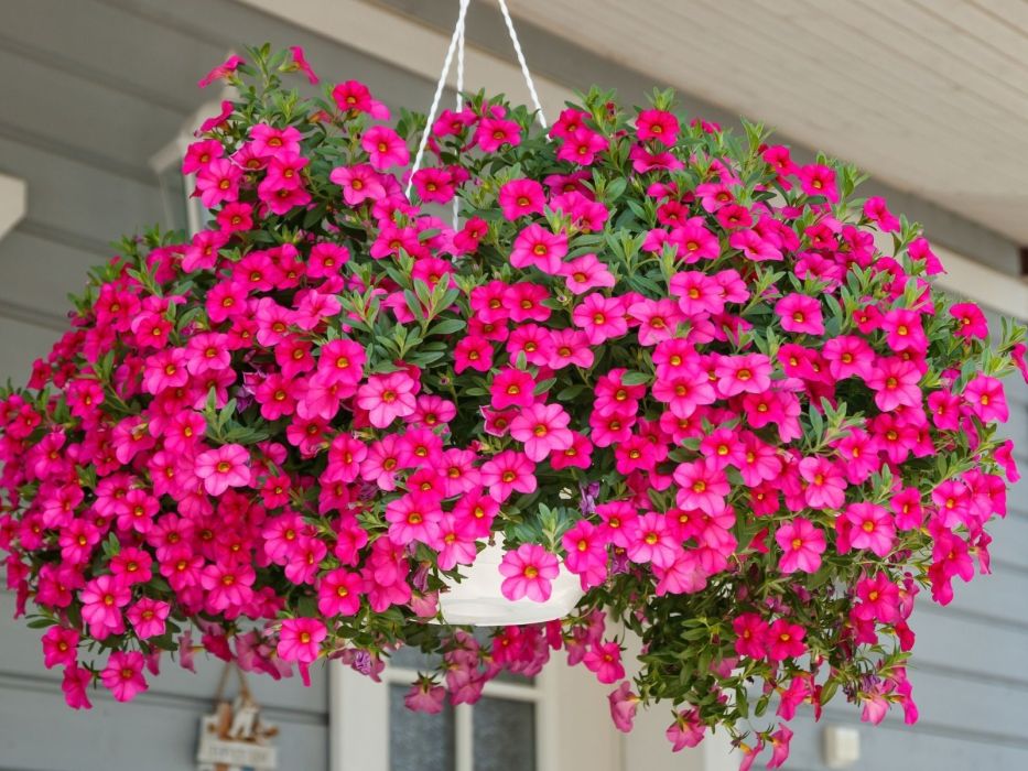 milion dzwonków calibrachoa