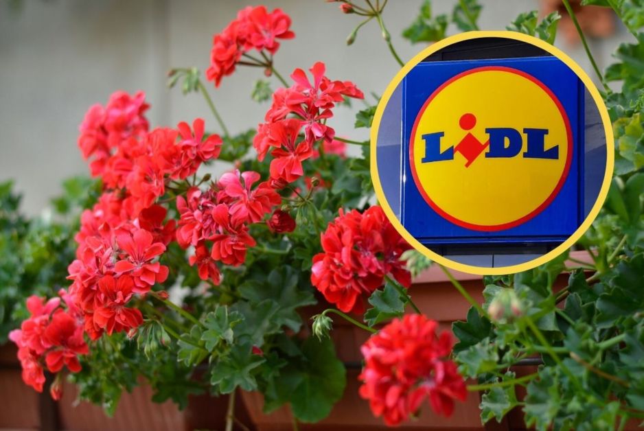 Ryflowany regał z Lidla na pelargonie