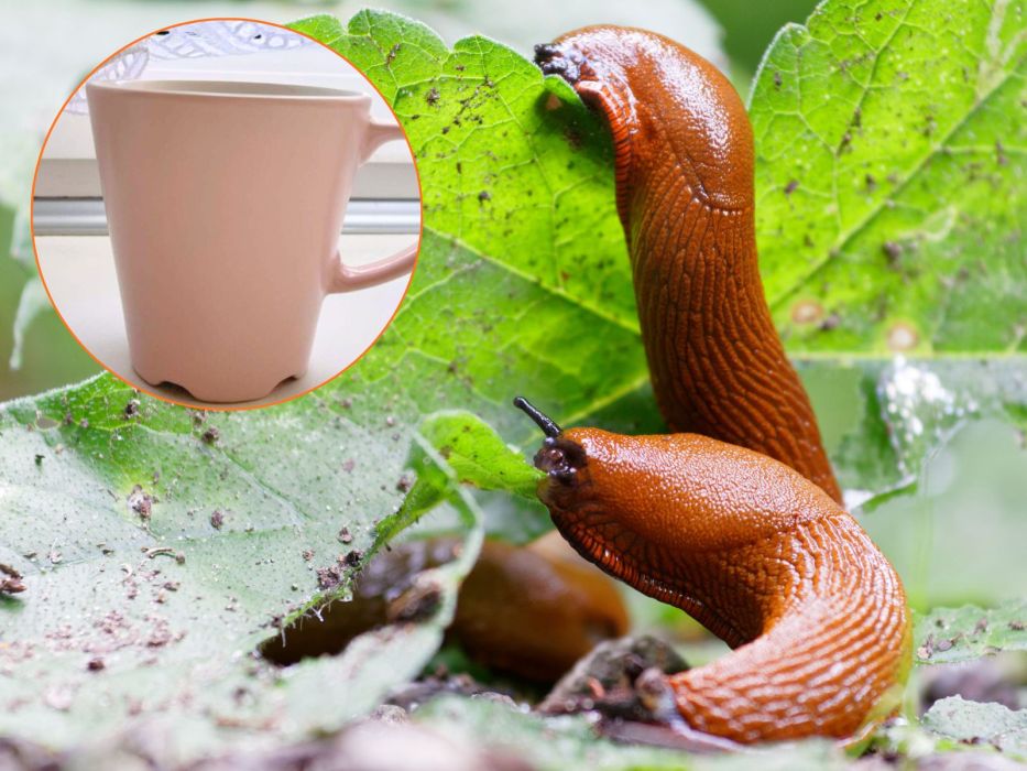 ślimaki domowy sposób ogród