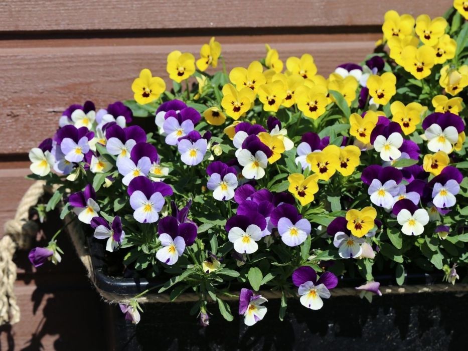 bratki fiołek rogaty