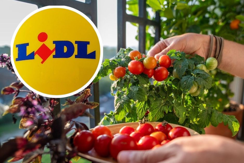 Doniczka podporowa z Lidla dla pomidorków koktajlowych