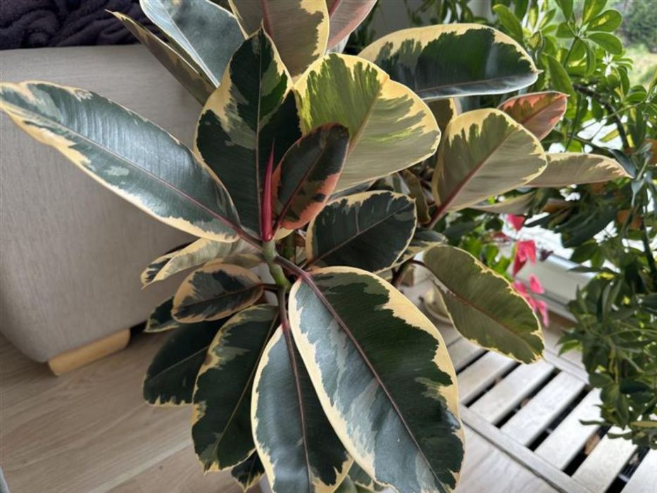 Fikus figowiec