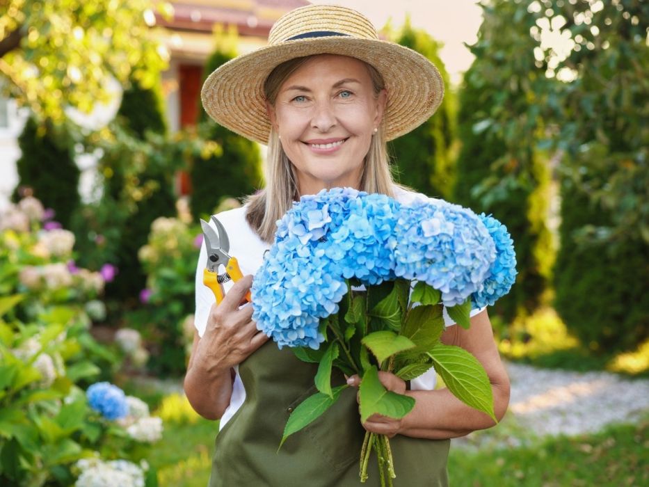 hortensja ogrodowa cięcie
