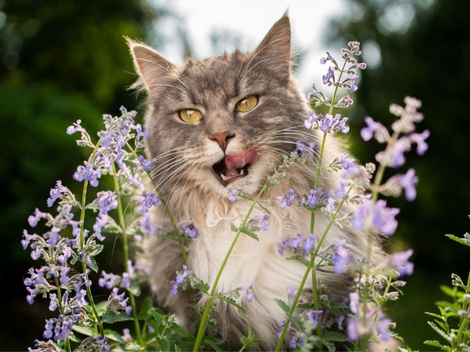 kocimiętka na kleszcze