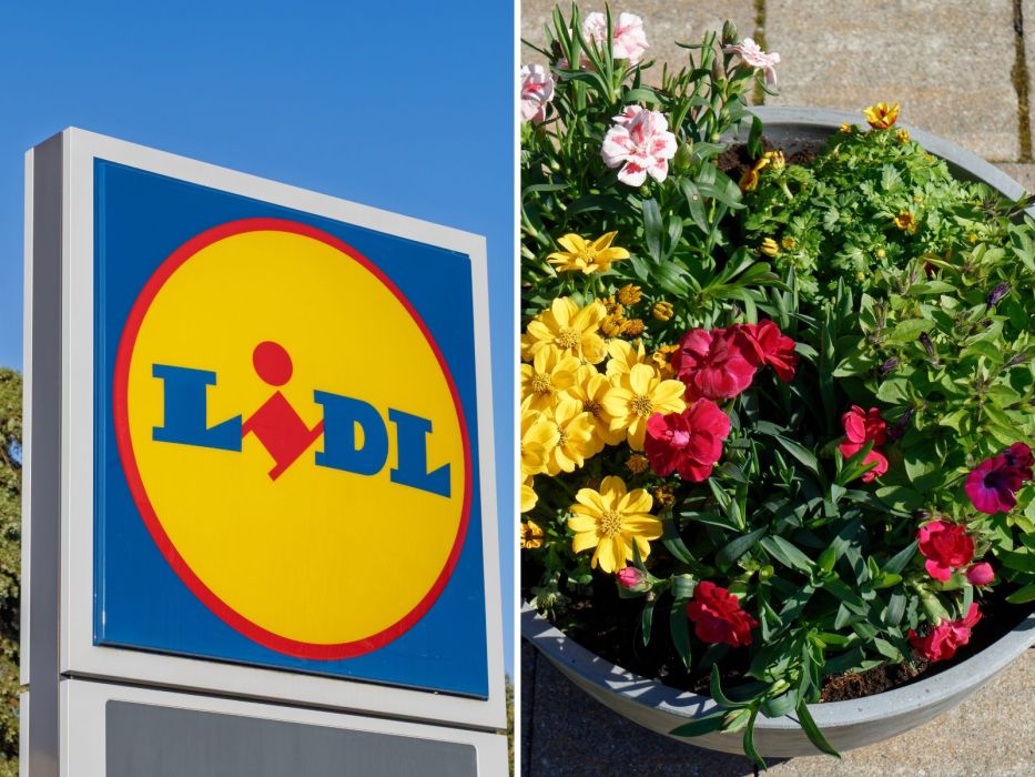 Lidl ma super donicę, która wygląda jak beton