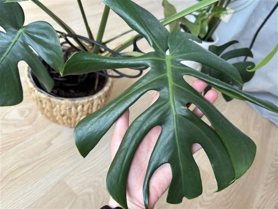 monstera zwinięte liście