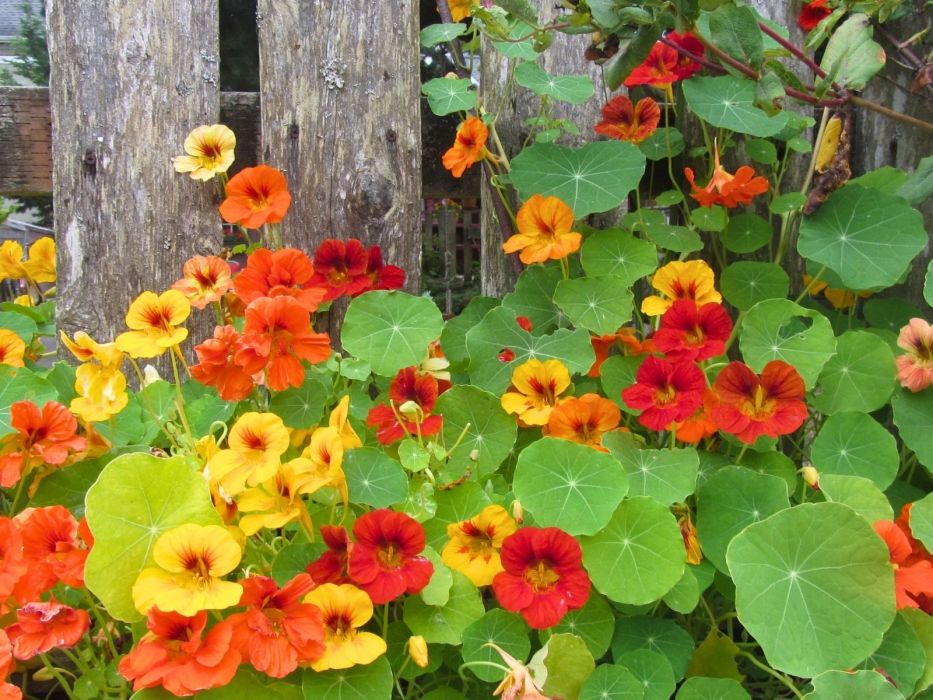 nasturcja w ogrodzie