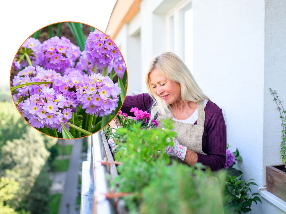 pierwiosnek ząbkowany