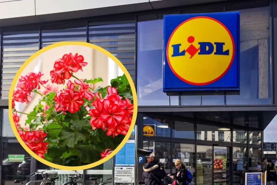 Skrzynka na pelargonie z Lidla