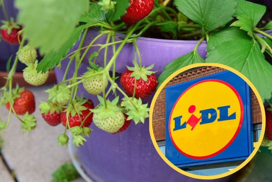 Truskawki w donicach kaskadowych z Lidla