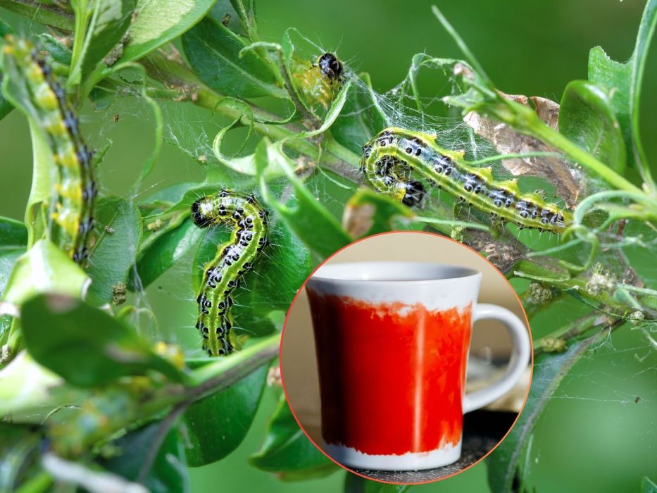 ćma bukszpanowa i mszyce