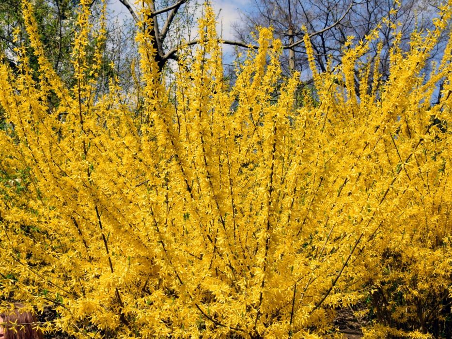 forsycja