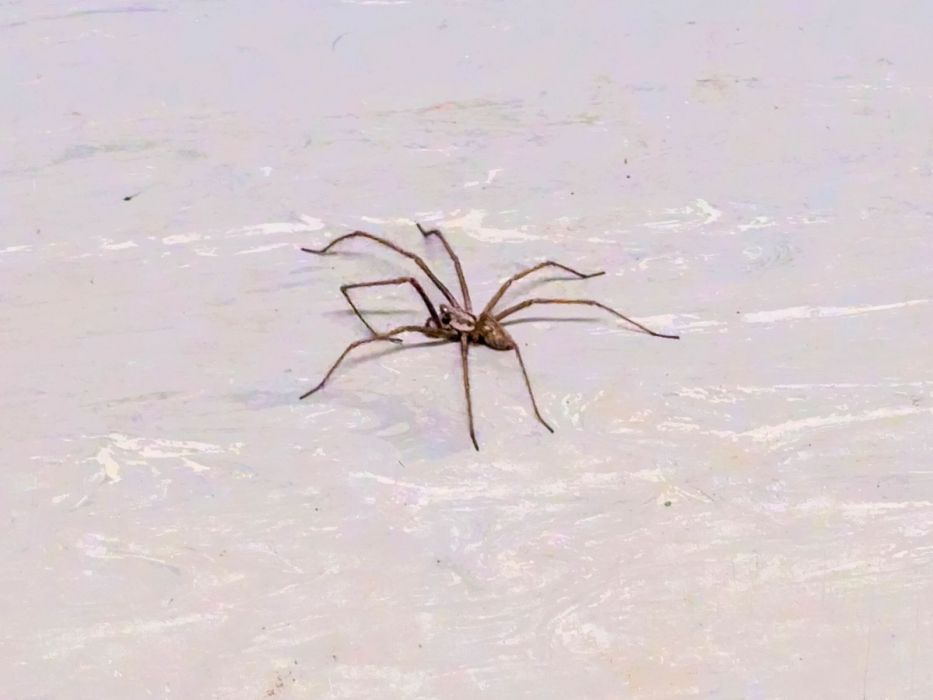kątnik