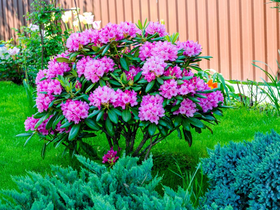 Rododendron