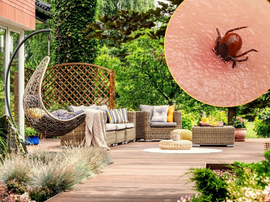 kleszcze w ogrodzie