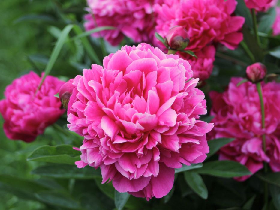 peonie