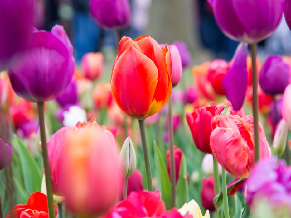 Tulipany