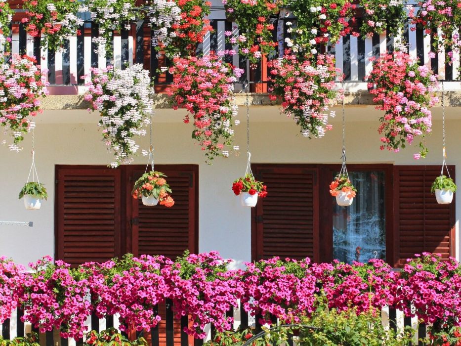 zwisające kwiaty na balkon