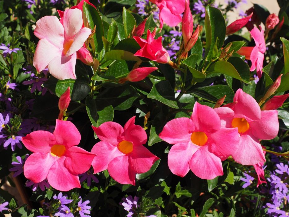 Dipladenia