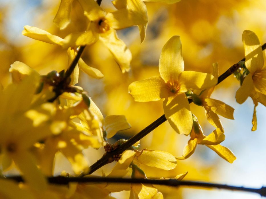 Forsycja