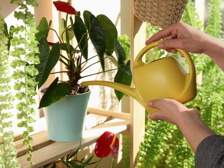 domowy nawóz do anturium