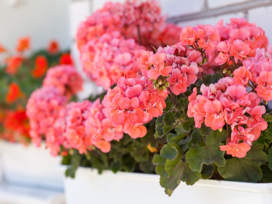 domowy nawóz do pelargonii