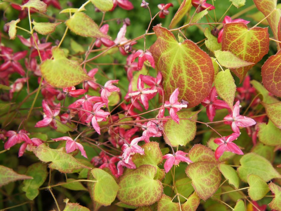 epimedium