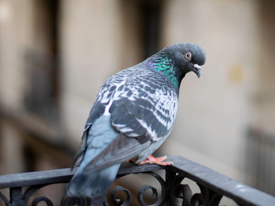 odstraszanie ptaków z balkonu