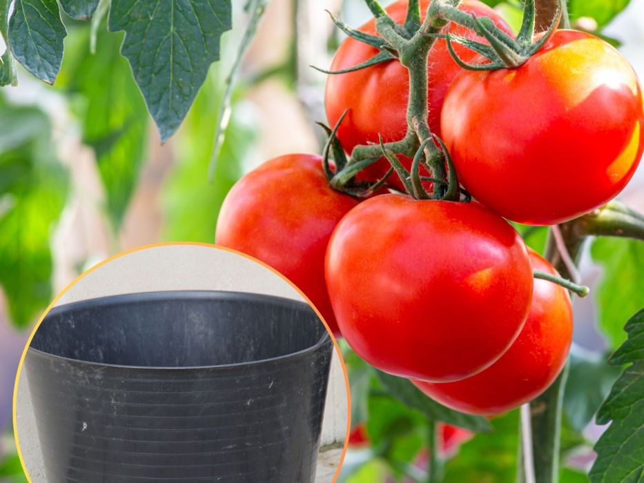 pomidory domowy nawóz