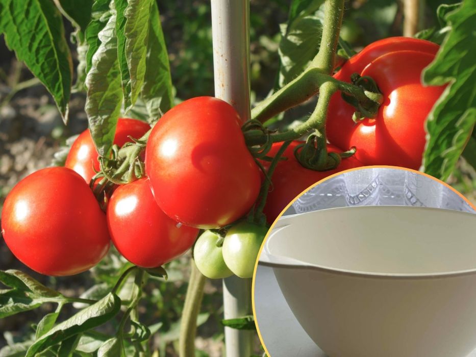pomidory nawóz