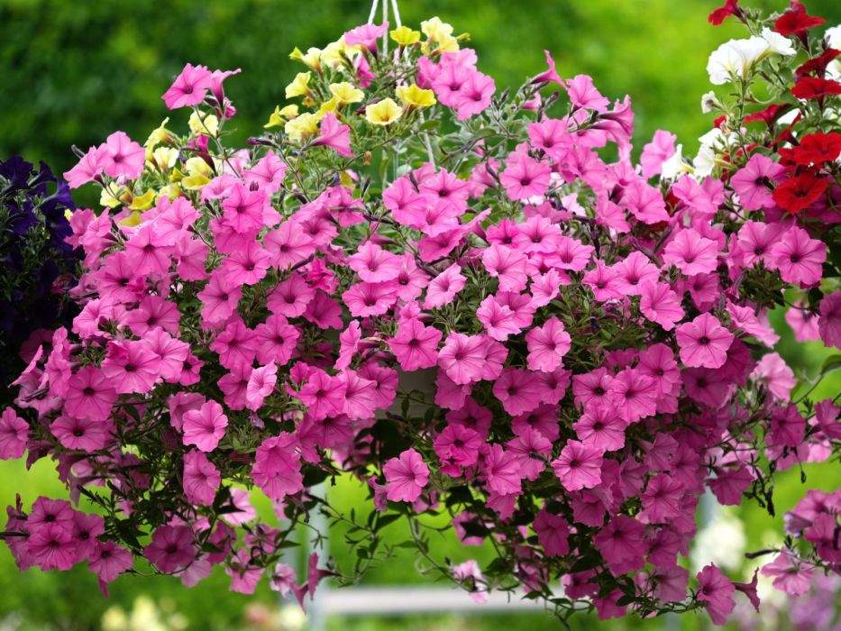 supertunia vista