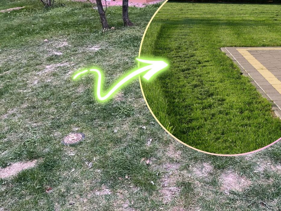 trawnik domowy sposób nawóz