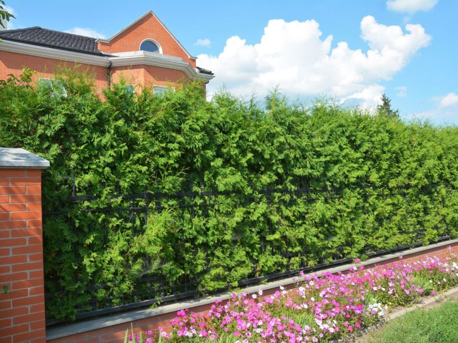 Żywopłot