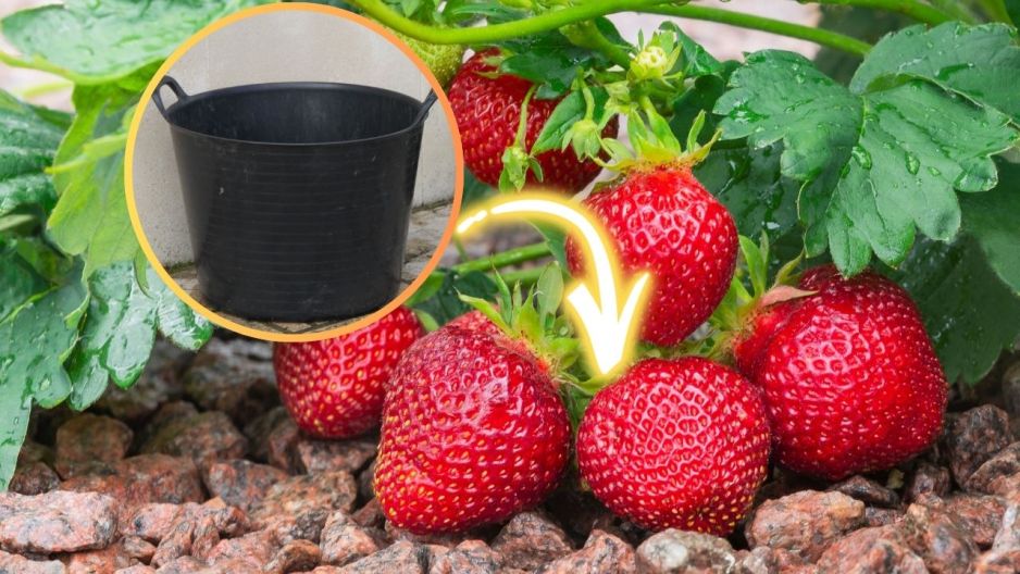 domowy nawóz pod truskawki