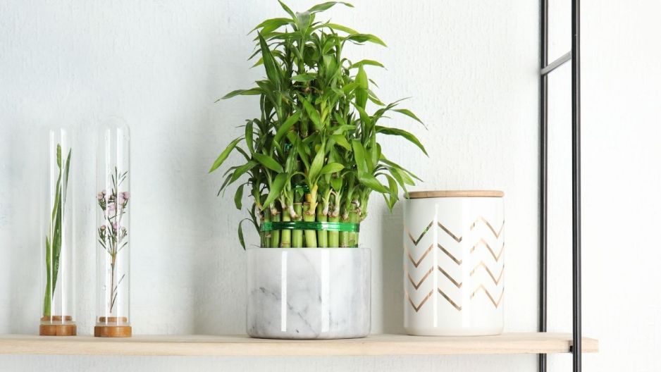 „Lucky Bamboo”