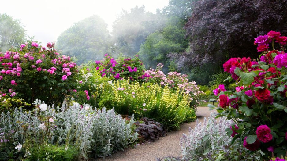 Zamiast begonii posadziłam to