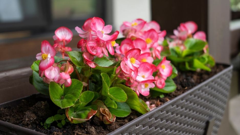 Begonia