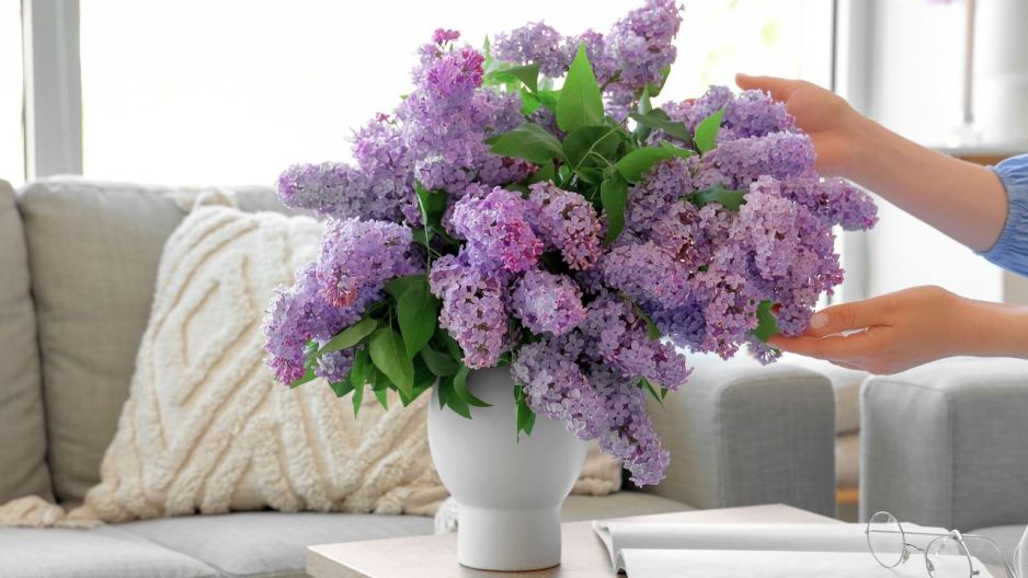 bez lilak domowy trik