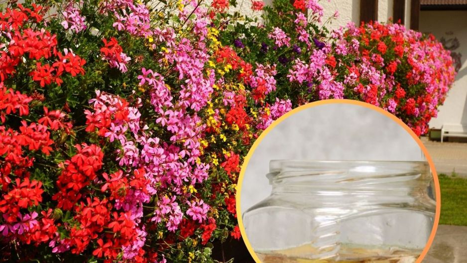 domowy nawóz pelargonie