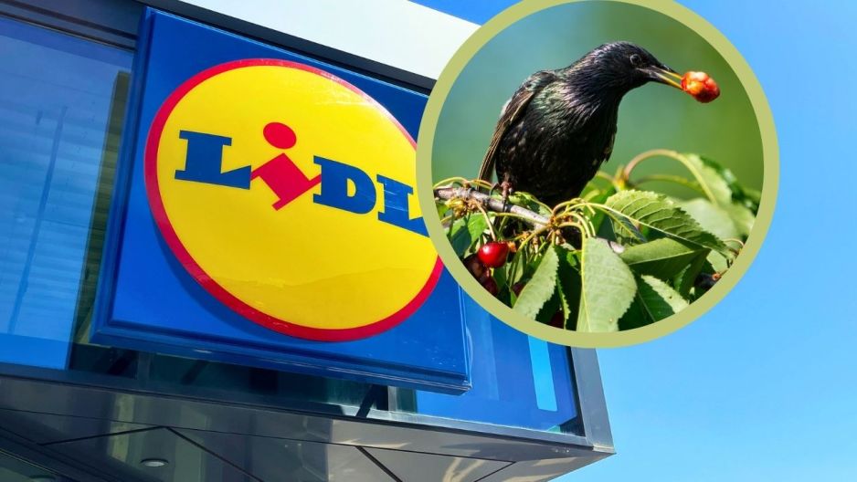 lidl szpaki lampki solarne