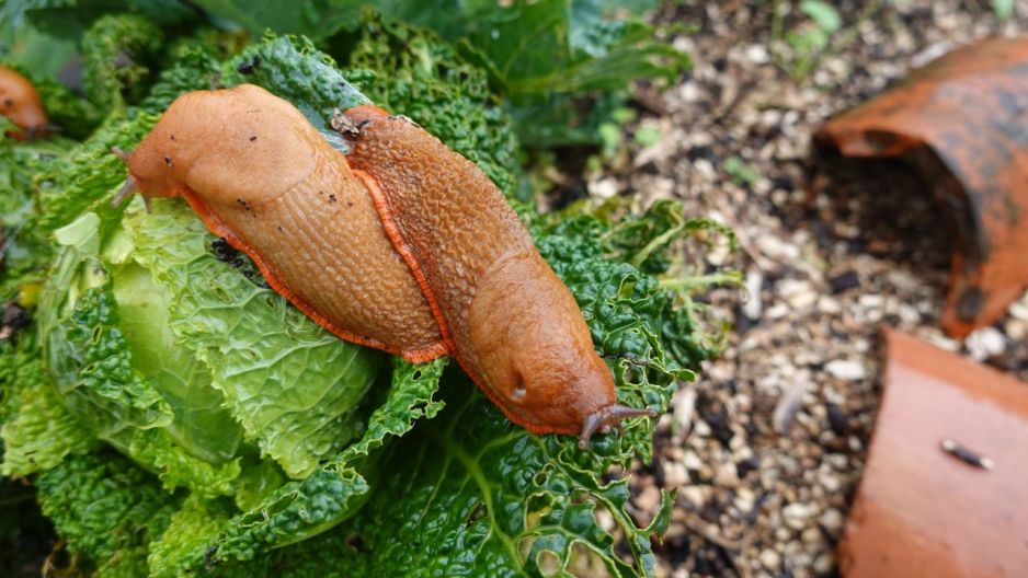 ślimaki w ogrodzie domowy trik odstraszacz