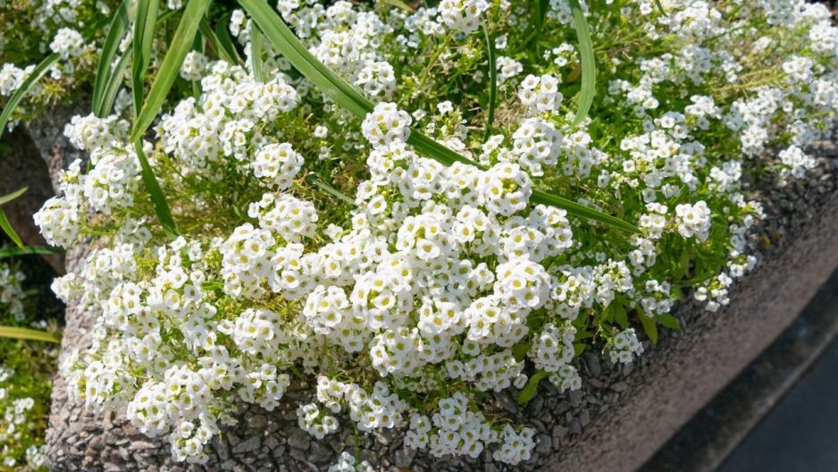 Smagliczka nadmorska