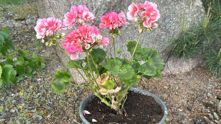 pelargonie