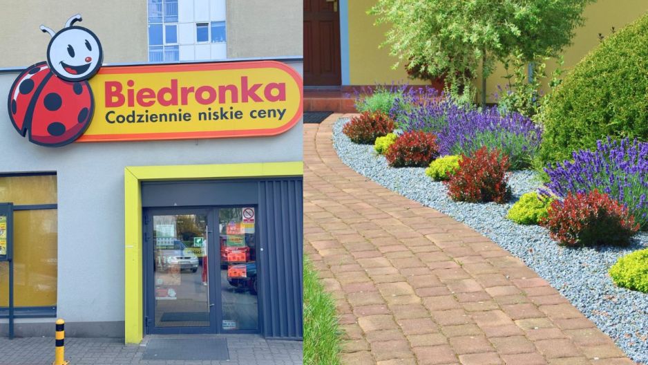 Biedronka lawenda promocja