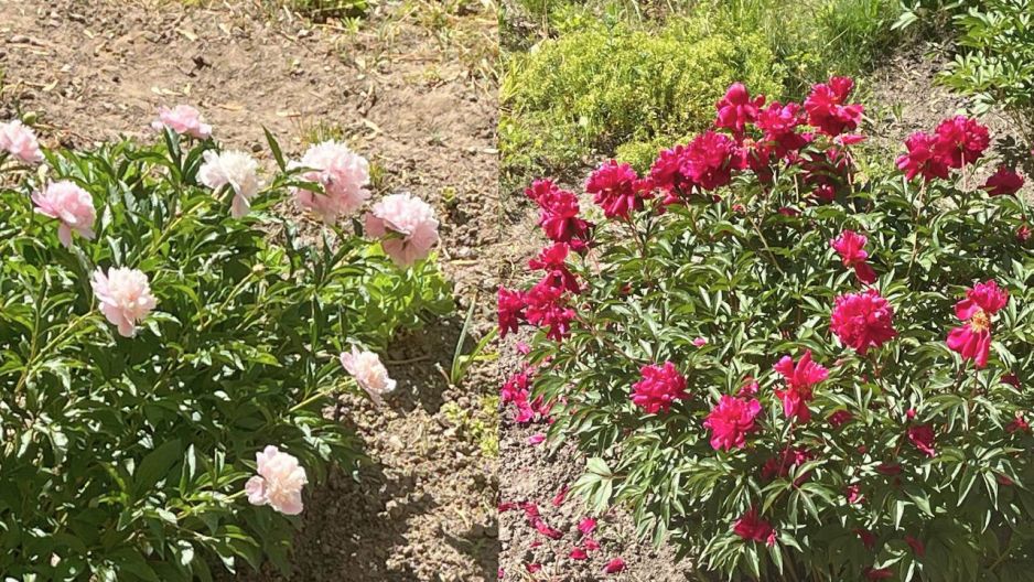 peonie
