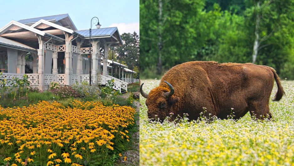 Puszcza Białowieska
